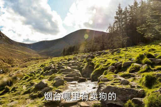烟台哪里有卖狗的