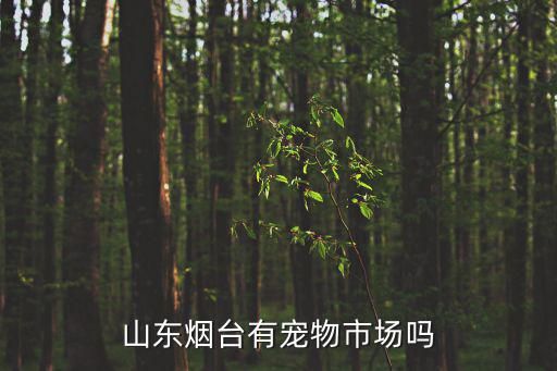 山东烟台有宠物市场吗