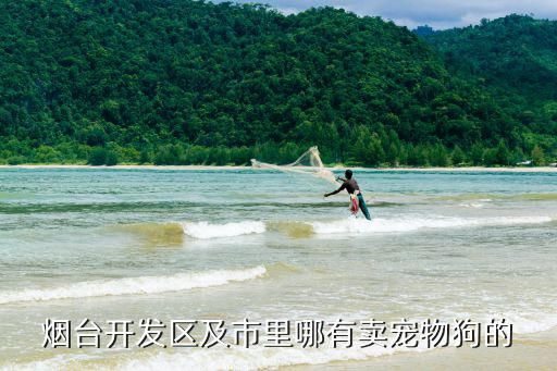 烟台开发区及市里哪有卖宠物狗的