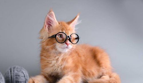 惠州宠物托运,猫咪到中山需要多久?