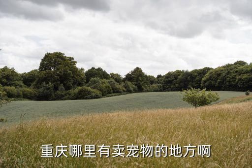 重庆哪里有卖宠物的地方啊