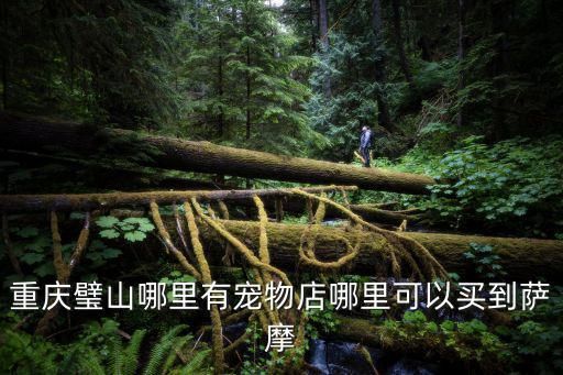 重庆璧山哪里有宠物店哪里可以买到萨摩