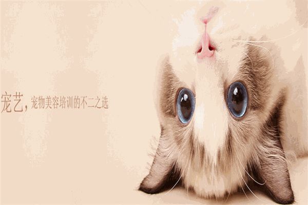 上美宠艺宠物培训