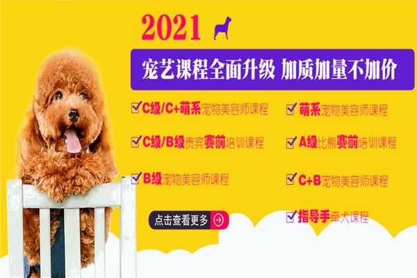 上美宠艺宠物培训