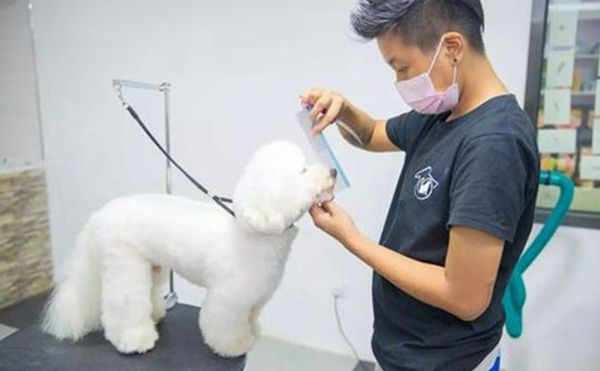 争宠宠物美容