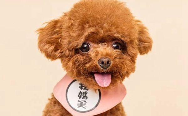 争宠宠物美容