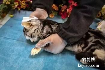 余姚宠物殡仪馆,余姚猫咪仓鼠等小型宠物火处理