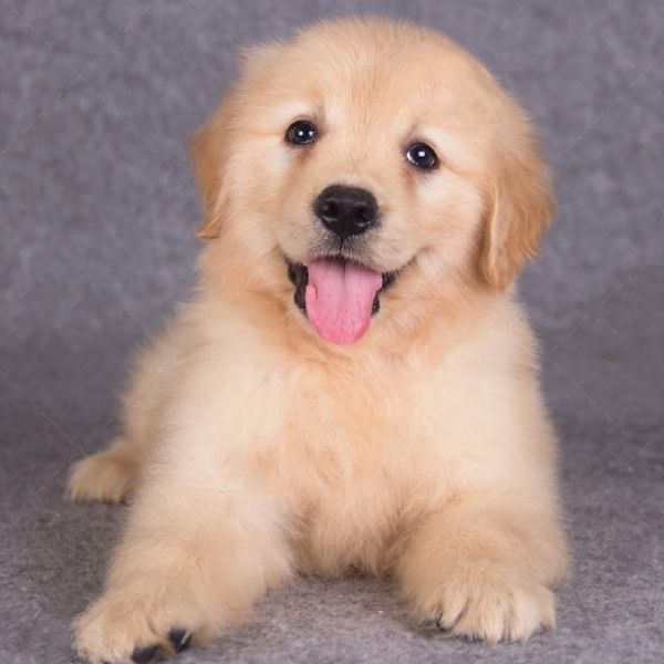 纯种金毛犬幼犬活体金毛幼犬拉布拉多犬家养导盲犬宠物狗幼崽活物