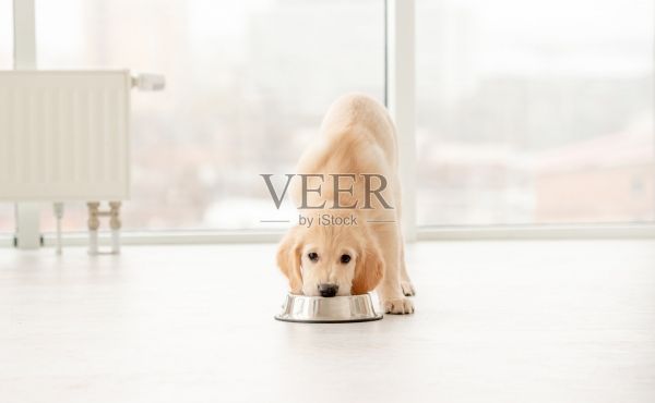 可爱的金毛猎犬小狗照片摄影图片