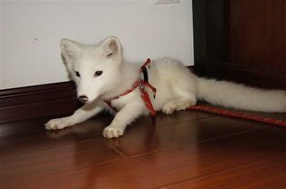 珠海宠物市场：如何选择适合自己的宠物？宠物市场常见品种介绍及选购指南