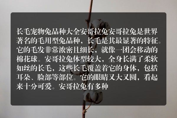 长毛宠物兔 品种大全