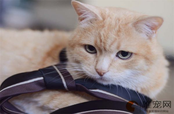 猫粮和狗粮能互相吃吗 禁忌的食物有哪些
