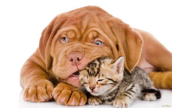 孕妇梦见猫和狗_孕妇梦见猫咬狗_孕妇梦见狗咬我我把狗摔死了