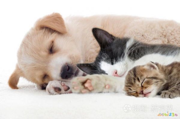 孕妇梦见猫咬狗_孕妇梦见狗咬我我把狗摔死了_孕妇梦见猫和狗
