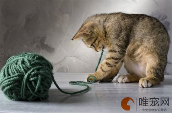 猫粮和狗粮能互相吃吗 如何避免相互吃食