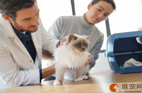 猫咪取名字带财运福气的怎么取