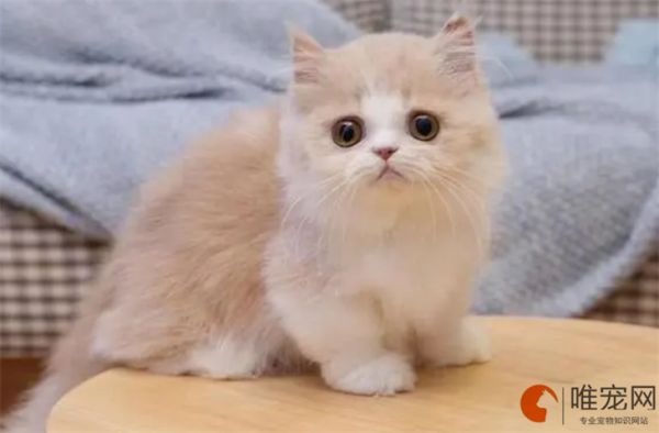 猫咪取名字带财运福气的有哪些