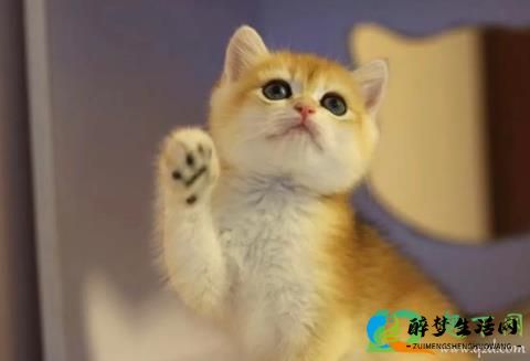 图片[7] - 女生一个人独居养什么宠物好 - 醉梦生活网
