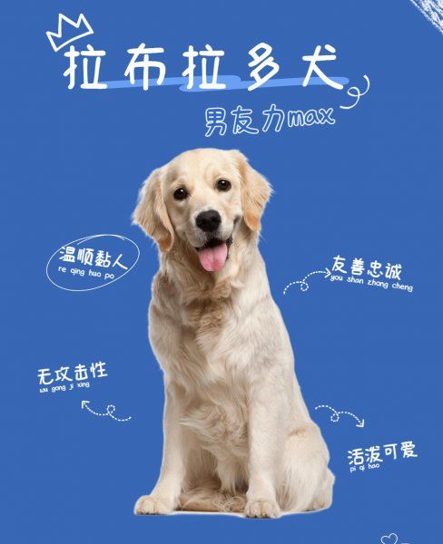 女生独居养什么狗防身