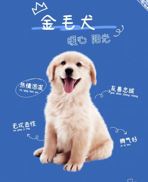 女生独居养什么狗防身