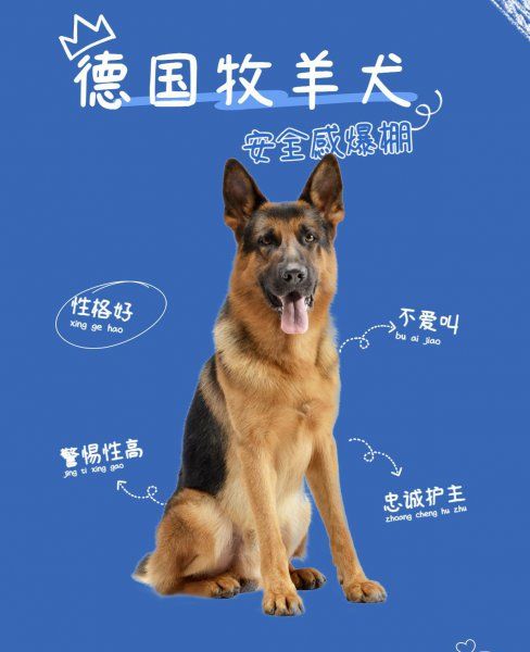 女生独居养什么狗防身