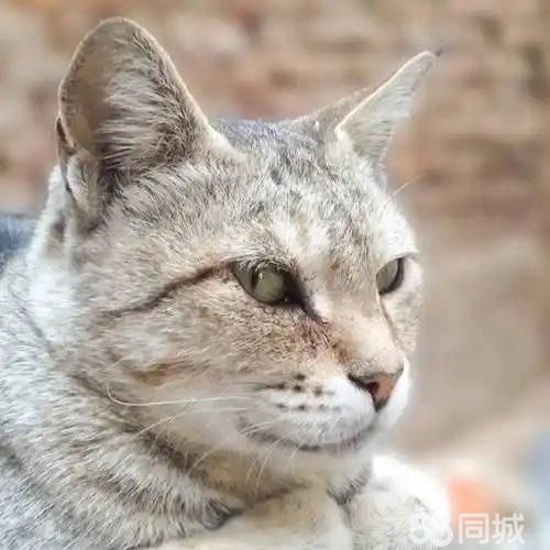 【深圳宝安上门喂猫】长期接单(春节预订单也接)