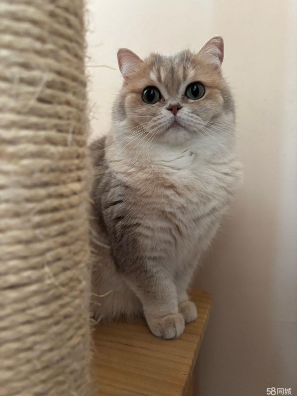 深圳市内上门喂养猫咪专业铲屎官