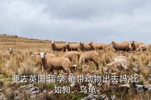 要去英国 留学,能带动物出去吗,比如狗、乌龟