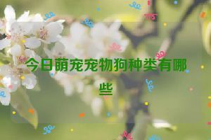 今日萌宠宠物狗种类有哪些