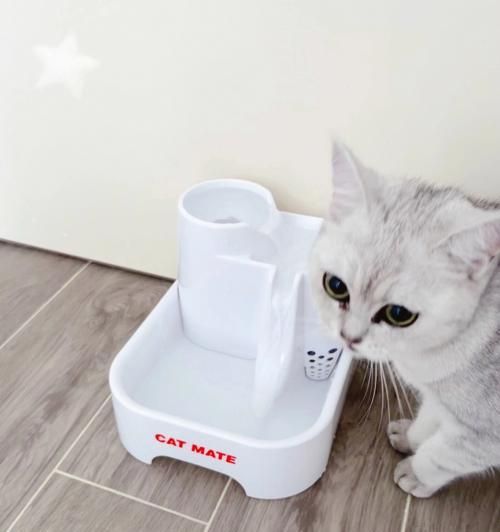 如何给猫咪自制瀑布饮水机？自制饮水机常见问题有哪些？