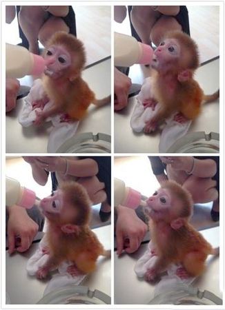 网络销售日本石猴实为猕猴幼仔-属国家二级保护动物3