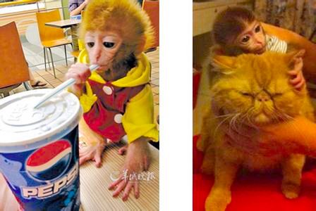 网络销售日本石猴实为猕猴幼仔-属国家二级保护动物4