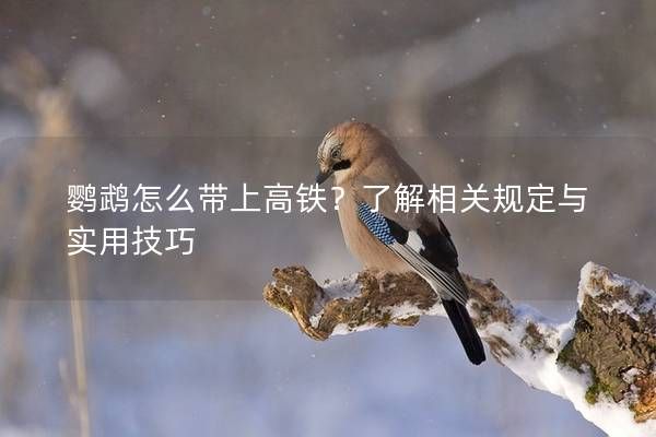 鹦鹉怎么带上高铁？了解相关规定与实用技巧