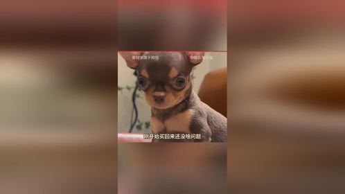 狗狗也会吃醋，它只是想要你的偏爱