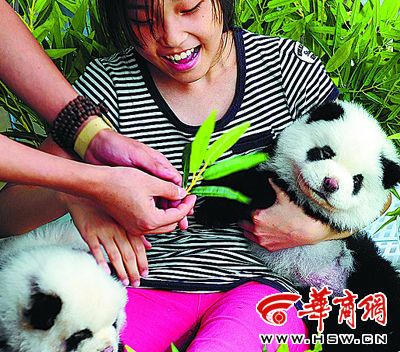 举报宠物店卖大熊猫