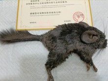 新都宠物猫死后处理 宠物死后处理