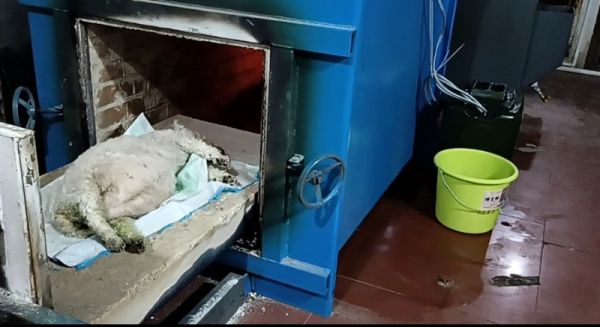 广州宠物坟墓 宠物公墓 狗墓地 宠物树葬 宠物丧事 恪守诚信 效率高