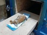成都宠物遗体处理 宠物火化电话 信誉佳,品质服务
