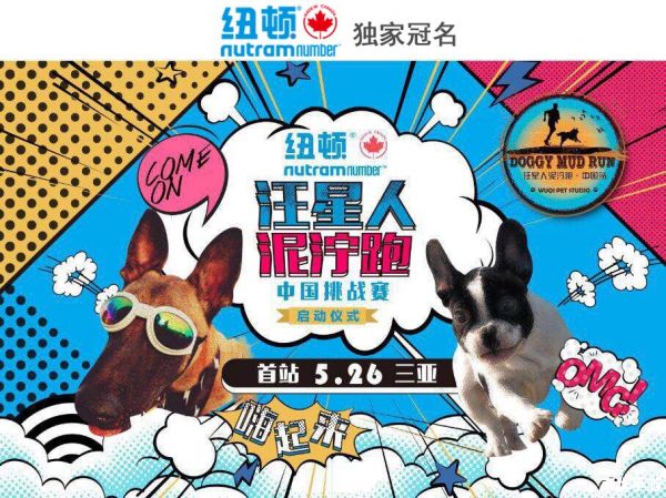 【勇士的宠物】：探险与挑战的得力伙伴