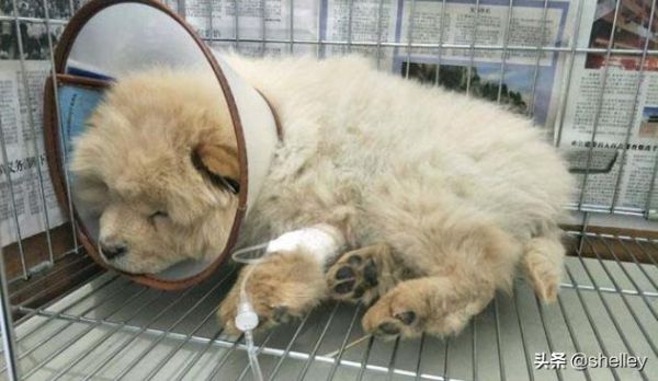 狗得了犬瘟怎么治
