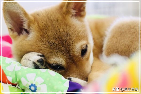 黑柴犬怎么看品相