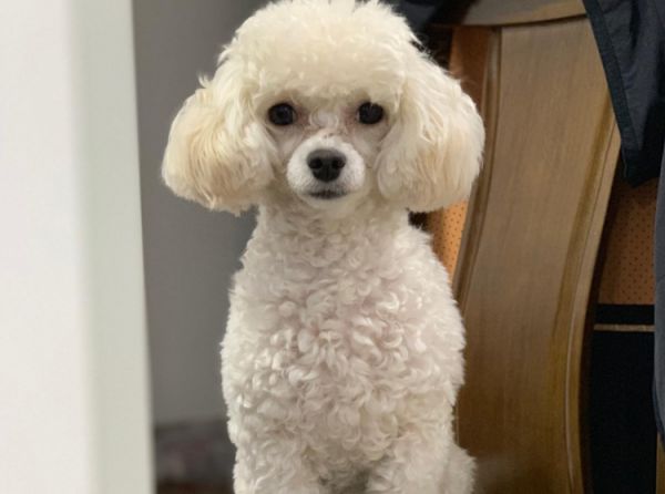 幼犬贵宾怎么养