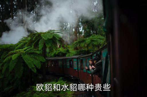 欧貂和水貂哪种贵些