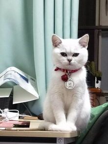 登封寄猫咪，洛阳多久能？