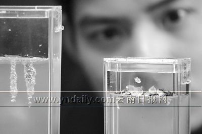 你想在办公桌上养群小蚂蚁当宠物吗