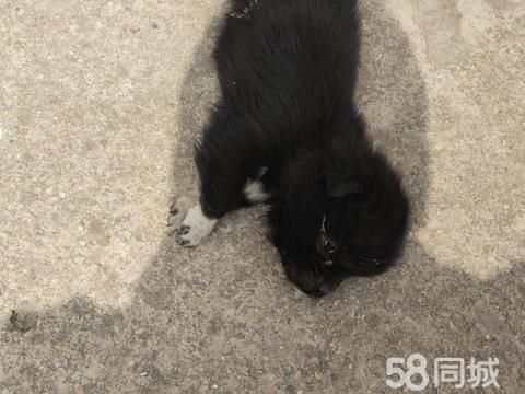 滁州宠物赠送/领养·小狗免费送