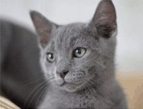 俄罗斯蓝猫特征