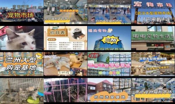 兰州宠物猫市场在哪里