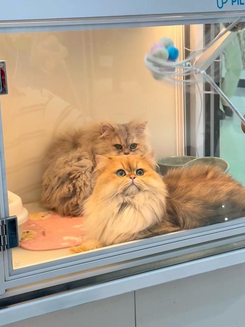 兰州宠物猫店-兰州卖猫的宠物店