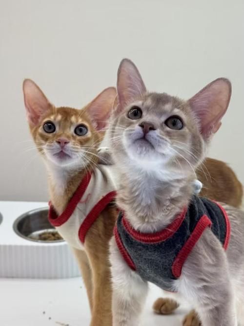 兰州宠物猫店-兰州卖猫的宠物店
